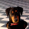 Avatar de Telma